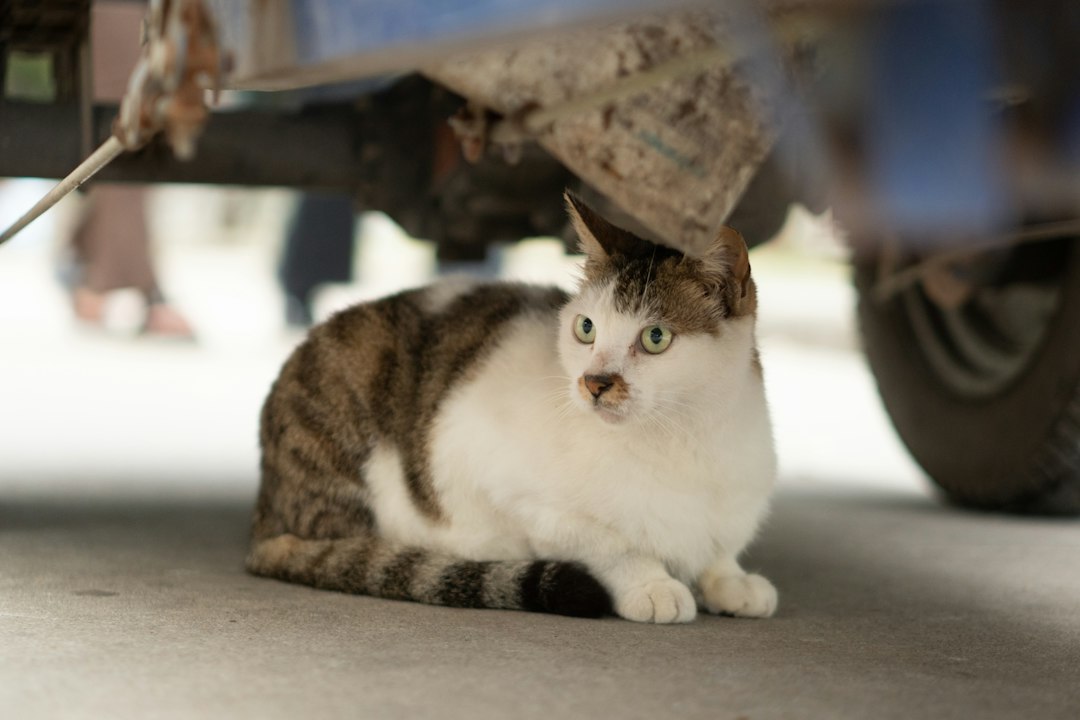 a-cat-sitting-on-the-ground-under-a-car-6nl9slw7jts