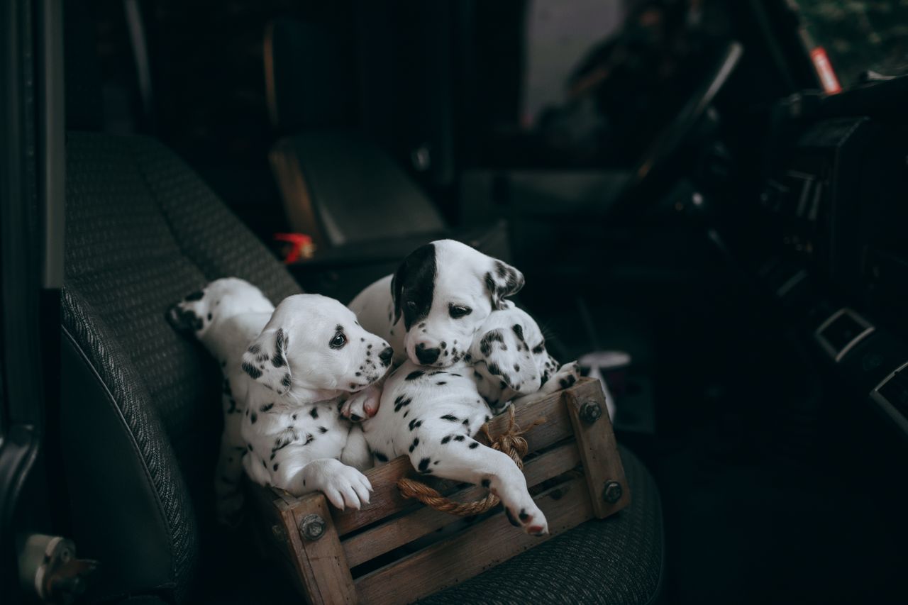 Three Dalmatian puppies sitting in a rustic crate inside a vehicle, showcasing their playful nature.