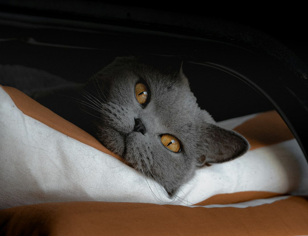 gray-cat-48qmyjxzo9u