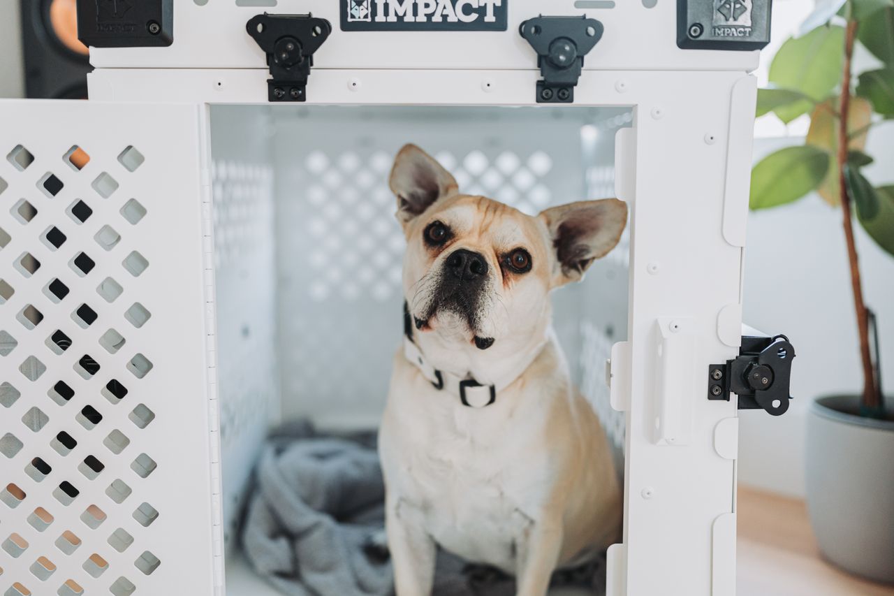 French Bulldog inside Impact dog crate for safe home pet care.