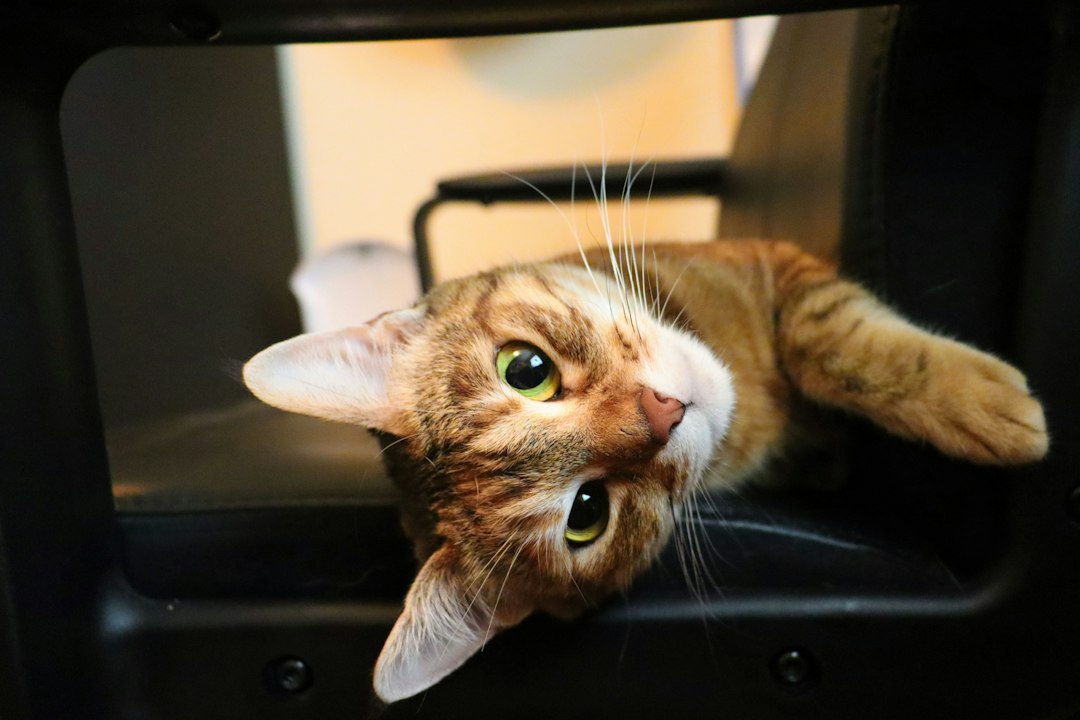 orange-tabby-cat-tg4pl6uwhry
