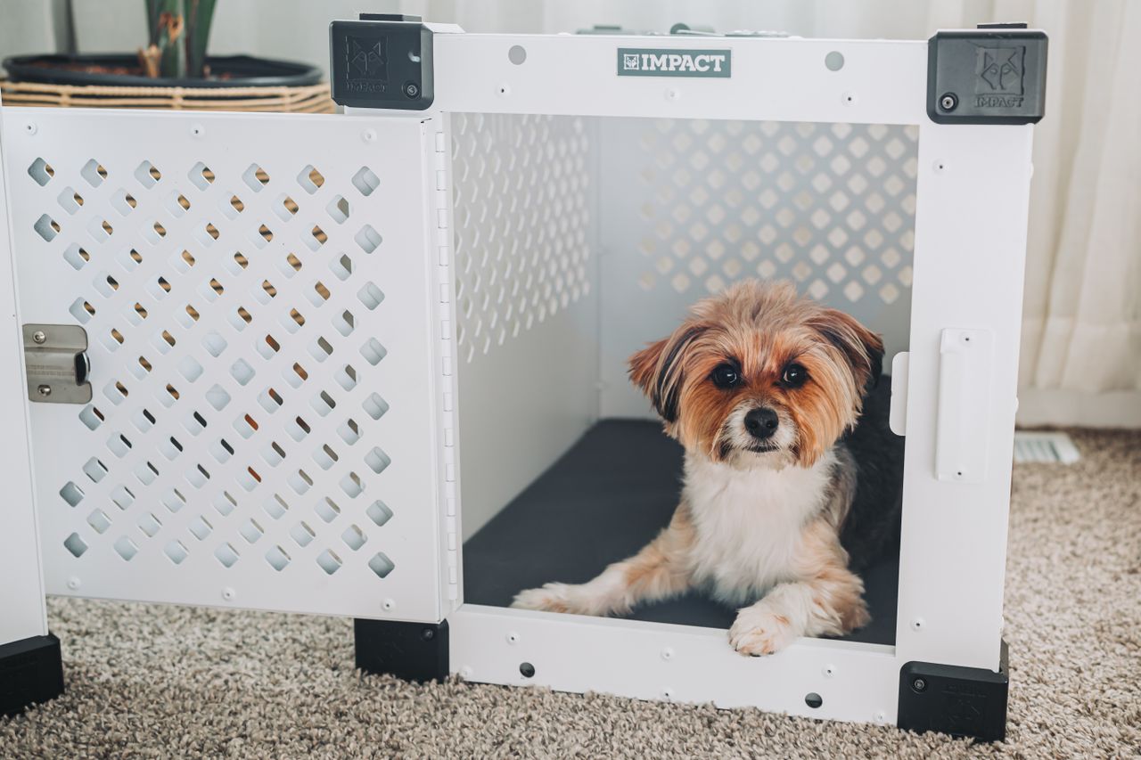 A cute small dog sitting comfortably inside a modern white pet crate on a soft carpet.